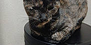 Calipso is registered to the contest to win money with this photo: cat, tortoiseshell, pet, animal, feline, indoor, resting, black_container, fur, whiskers, ears, wall, relaxed, sleepy, closeup, domestic_animal, cylindrical_object, sitting, cute, companion