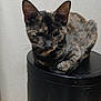 cat, tortoiseshell, pet, animal, feline, indoor, resting, black_container, fur, whiskers, ears, wall, relaxed, sleepy, closeup, domestic_animal, cylindrical_object, sitting, cute, companion
