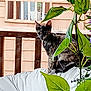 Calipso is registered to the contest to win money with this photo: cat, tortoiseshell_cat, plant, green_leaves, white_cushion, wooden_rail, porch, window, outdoor, pet, animal, feline, curious, sitting, daylight, nature, houseplant, home, furniture, relaxing