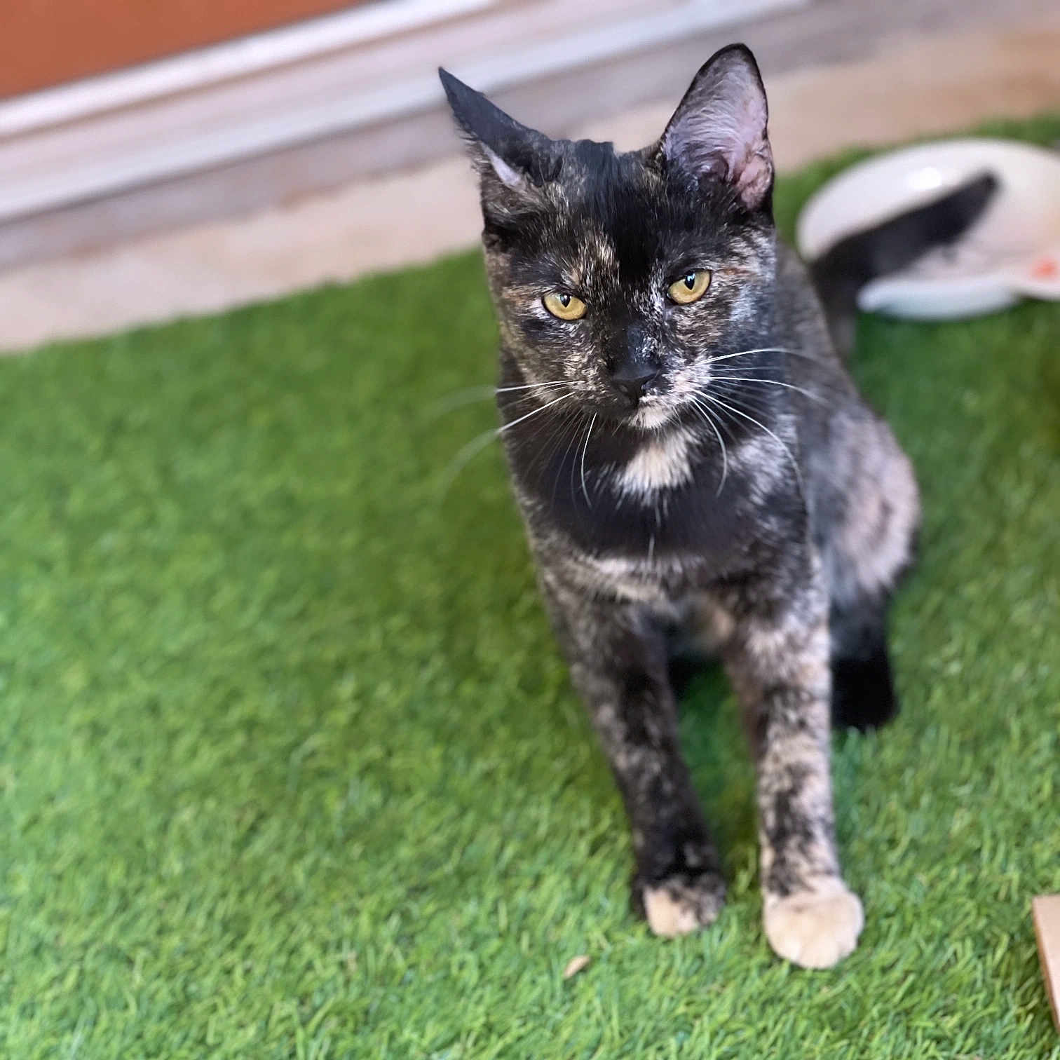 Calipso is registered to the contest to win money with this photo: artificial_grass, cat, closeup, domestic_animal, feline, food_bowl, front_paws, fur, grass, mottled_coat, outdoor, paw, pet, porch, portrait, sitting, stare, tortoiseshell_cat, whiskers, yellow_eyes