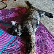 Calipso is registered to the contest to win money with this photo: cat, tortoiseshell, pet, animal, indoor, carpet, yoga_mat, relaxed, stretching, feline, paw, resting, cute, domestic, fur, whiskers, ears, laying_down, floor, home