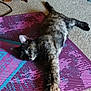 cat, tortoiseshell, pet, animal, indoor, carpet, yoga_mat, relaxed, stretching, feline, paw, resting, cute, domestic, fur, whiskers, ears, laying_down, floor, home