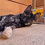 Calipso is registered to the contest to win money with this photo: cat, tortoiseshell, sleeping, paw, closeup, texture, wooden_wall, metallic_object, relaxed, animal, pet, feline, indoor, resting, fur, whiskers, side_view, laying_down, cozy, soft_light