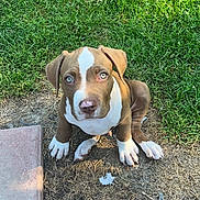 Diablo joined the competition — help win amazing prizes! puppy, dog, grass, dirt, paving_stones, outdoor, pet, brown, white, young, canine, cute, animal, sitting, looking_up, ears, nose, eyes, daylight, nature