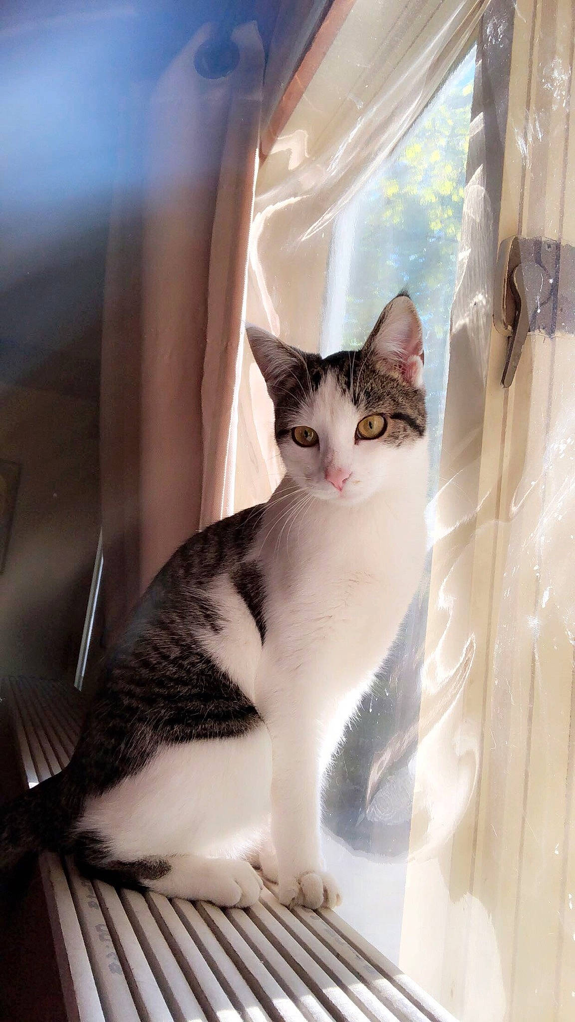 Ino joined the competition — help win amazing prizes! aegean_cat, american_wirehair, asian, carnivore, cat, domestic_short_haired_cat, european_shorthair, felidae, kitten, ojos_azules, polydactyl_cat, small_to_medium_sized_cats, tail, whiskers, window