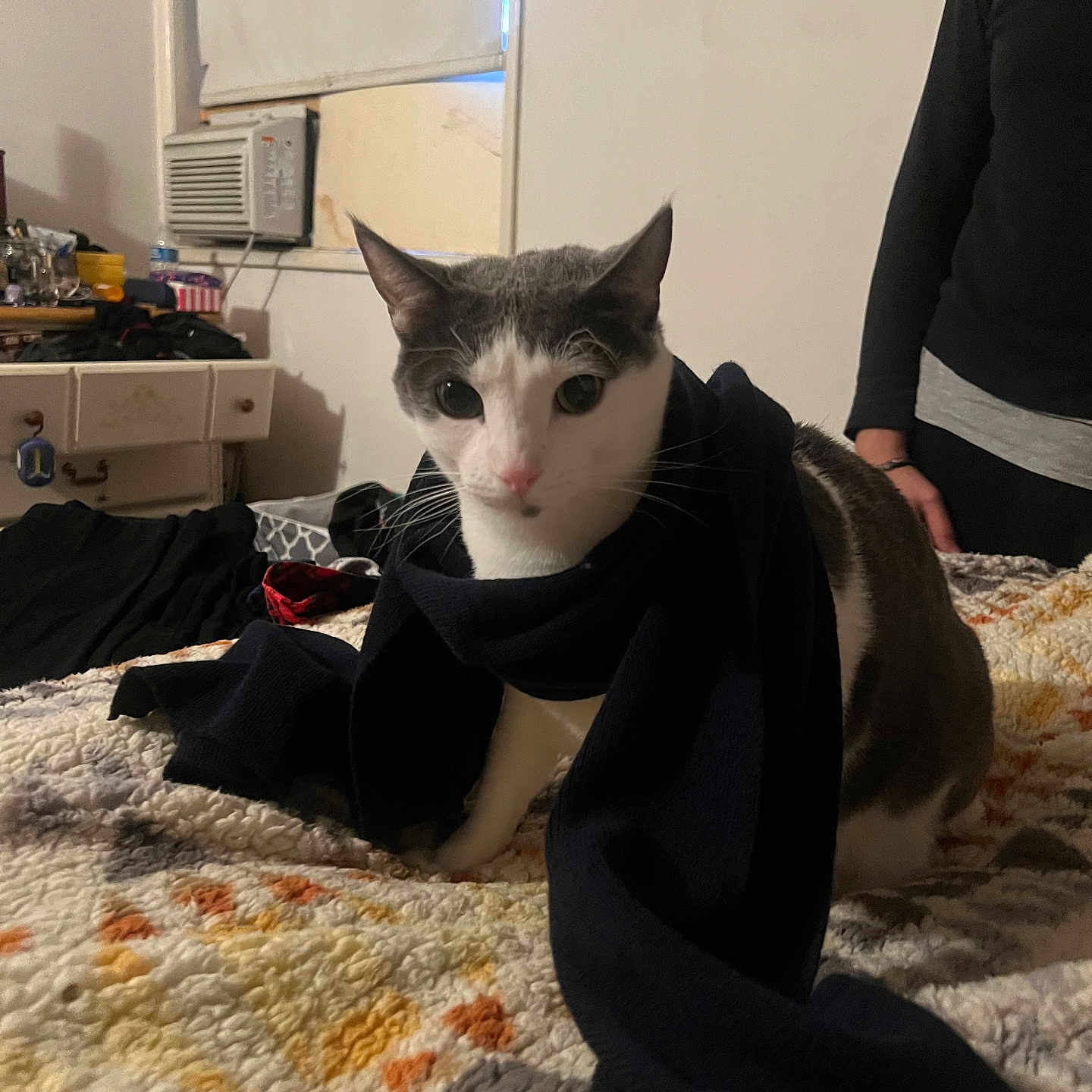 Loki is registered to the contest to win money with this photo: adult, animal, appliance, blanket, canine, cat, couch, device, dog, electricaldevice, furniture, homedecor, indoors, linen, male, man, microwave, oven, person, pet