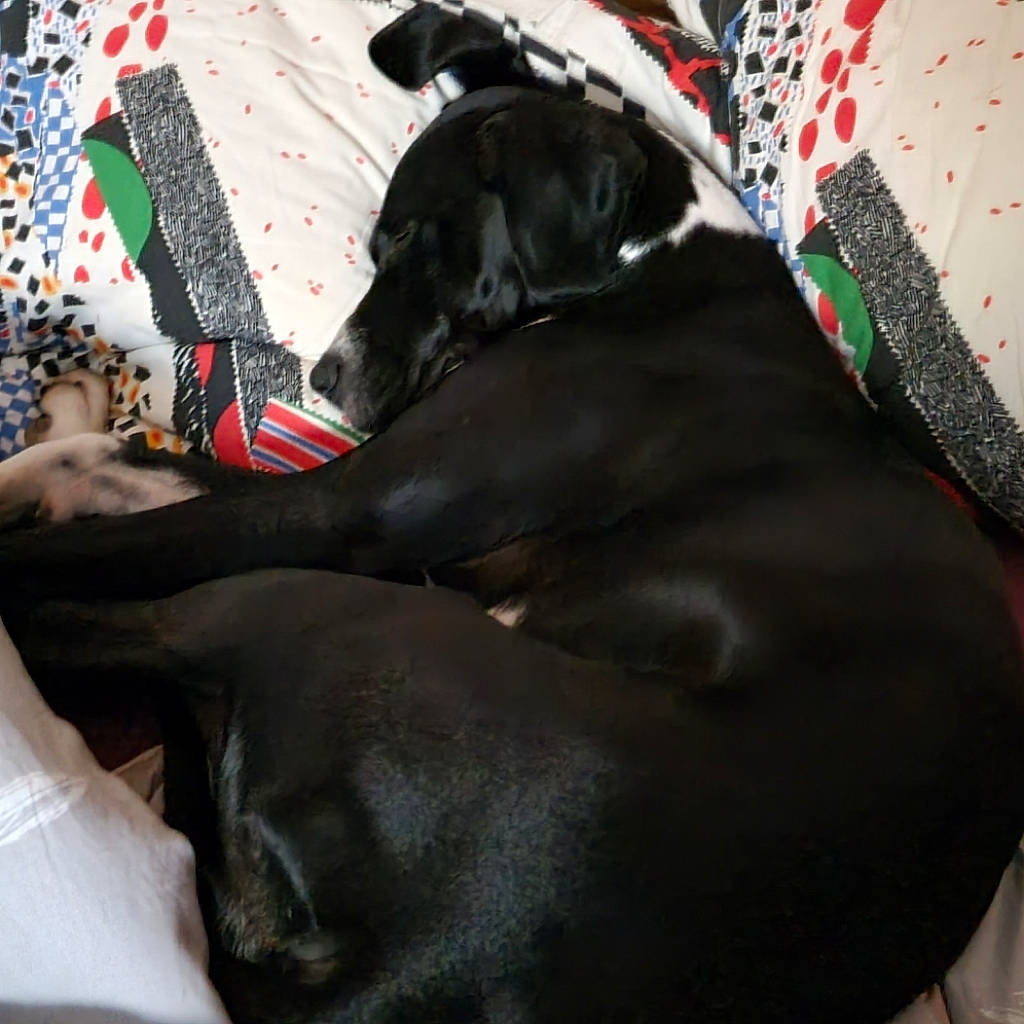 Rocket participe au concours pour gagner de l'argent avec cette photo : black, borador, canidae, carmine, carnivore, comfort, companion_dog, dog, dog_breed, dog_collar, dog_supply, fur, grey, guard_dog, linens, liver, pattern, pet_supply, sporting_group, working_animal