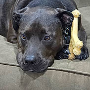 Layla is registered to the contest to win money with this photo: dog, black_dog, bone_toy, couch, pet, animal, indoor, laying_down, paws, close_up, fur, nostrils, ears, resting, chewed_toy, brown_eyes, canine, relaxed, companion, domestic_animal