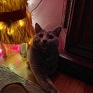 Mia is registered to the contest to win money with this photo: cat, feline, pet, indoor, wooden_floor, carpet, decoration, yellow_lights, fuzzy_object, stretching, paw, collar, dark_eyes, wall, furniture, night, cozy, cute, animal, home