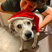 Fantoni participe au concours pour gagner de l'argent avec cette photo : person, dog, indoor, floor, santa_hat, white_dog, spot, animal, pet, smile, holiday, christmas, happy, cute, face, young_person, fur, canine, playful, friendship