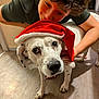 person, dog, indoor, floor, santa_hat, white_dog, spot, animal, pet, smile, holiday, christmas, happy, cute, face, young_person, fur, canine, playful, friendship