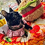 cat, black_cat, plush_toys, french_fries_plush, hamburger_plush, pink_dress, pizza_blanket, window, outdoor_view, trees, car, indoor, pet, animal, cute, feline, collar, soft_toys, colorful, cozy