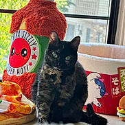 Kiwi joined the competition — help win amazing prizes! cat, tortoiseshell, plush_toy, window, natural_light, indoor, soft_toys, pillow, animal, pet, cozy, feline, cute, colorful, decor, sitting, green_eyes, fur, home, screen