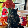 cat, tortoiseshell, plush_toy, window, natural_light, indoor, soft_toys, pillow, animal, pet, cozy, feline, cute, colorful, decor, sitting, green_eyes, fur, home, screen