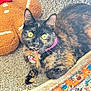 Kiwi joined the competition — help win amazing prizes! cat, tortoiseshell, green_eyes, collar, charm, plush_toy, gingerbread_man, carpet, rug, indoor, pet, feline, cute, curious, resting, closeup, animal, domestic, colorful, soft