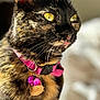 Kiwi is registered to the contest to win money with this photo: cat, tortoiseshell, close_up, yellow_eyes, pink_collar, bell, tag, whiskers, fur, pet, domestic_animal, indoor, portrait, animal, feline, soft_background, focused, cute, alert, sunlight
