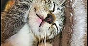 No Name joined the competition — help win amazing prizes! cat, tabby_cat, sleeping, sleepy, cozy, blanket, paw, pink_nose, whiskers, fluffy, indoor, portrait, close_up, relaxed, cute, pet, fur, resting, upside_down, nap
