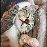 cat, tabby_cat, sleeping, sleepy, cozy, blanket, paw, pink_nose, whiskers, fluffy, indoor, portrait, close_up, relaxed, cute, pet, fur, resting, upside_down, nap