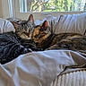 No Name joined the competition — help win amazing prizes! cats, cat, tabby_cat, tortoiseshell_cat, animals, pet, cuddling, sleeping, relaxed, cozy, couch, sofa, blanket, bedding, indoors, window, sunlight, home, furniture, portrait