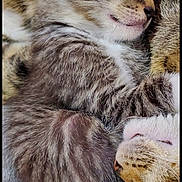 No Name joined the competition — help win amazing prizes! cat, kitten, tabby_cat, sleeping, sleepy, cuddling, pet, furry, whiskers, ears, closed_eyes, animal, cozy, nap, portrait, close_up, indoor, smartphone_screenshot, home_screen, adorable