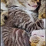 cat, kitten, tabby_cat, sleeping, sleepy, cuddling, pet, furry, whiskers, ears, closed_eyes, animal, cozy, nap, portrait, close_up, indoor, smartphone_screenshot, home_screen, adorable