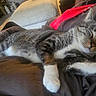 No Name joined the competition — help win amazing prizes! cat, tabby_cat, sleeping, relaxed, lying_down, white_paws, pink_paw_pads, whiskers, striped_fur, indoor, living_room, blanket, couch, furniture, cozy, pet, animal, closeup, home, funny_pose