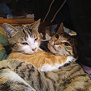 Tempête Et Princesse a rejoint le concours — aidez-le/la à gagner de superbes lots ! affection, animal, cat, cats, closeup, companions, cozy, cuddle, cute, ears, feline, friendship, fur, hug, indoor, pets, striped, tabby, tail, whiskers