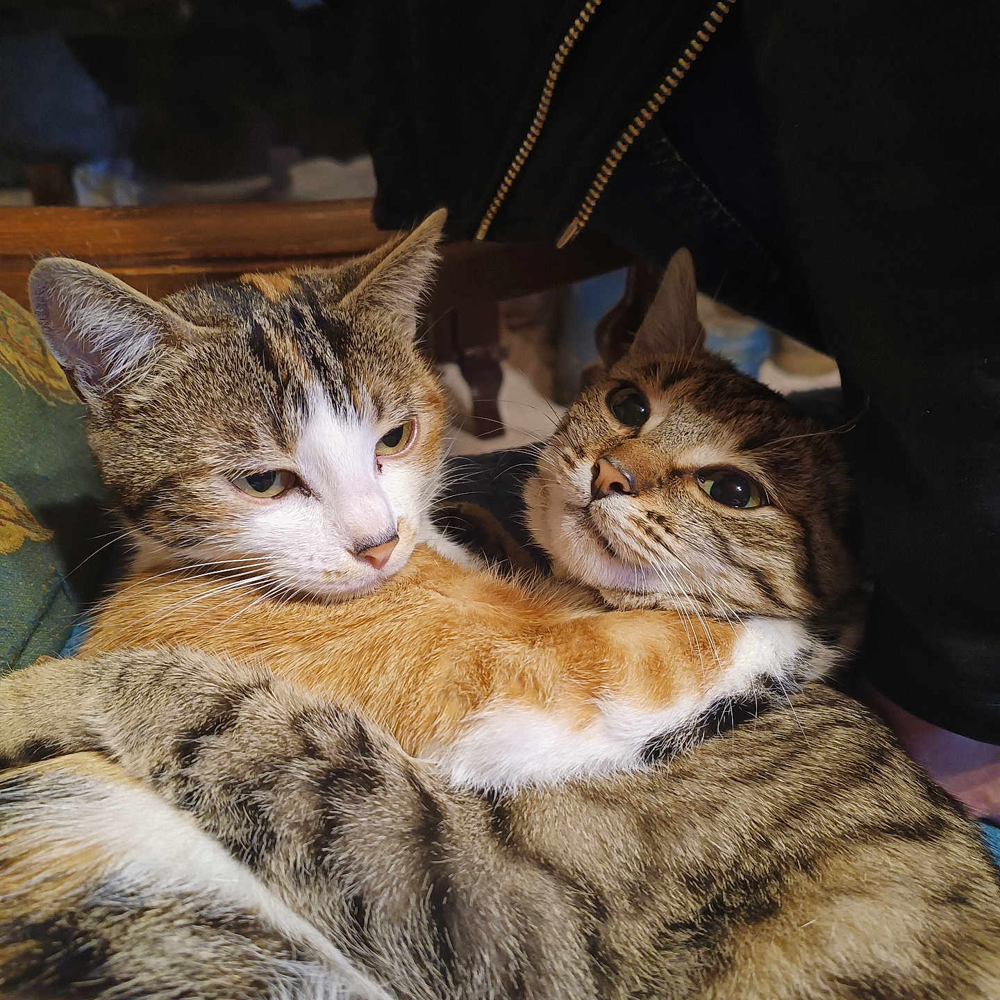 Tempête Et Princesse a rejoint le concours — aidez-le/la à gagner de superbes lots ! affection, animal, cat, cats, closeup, companions, cozy, cuddle, cute, ears, feline, friendship, fur, hug, indoor, pets, striped, tabby, tail, whiskers