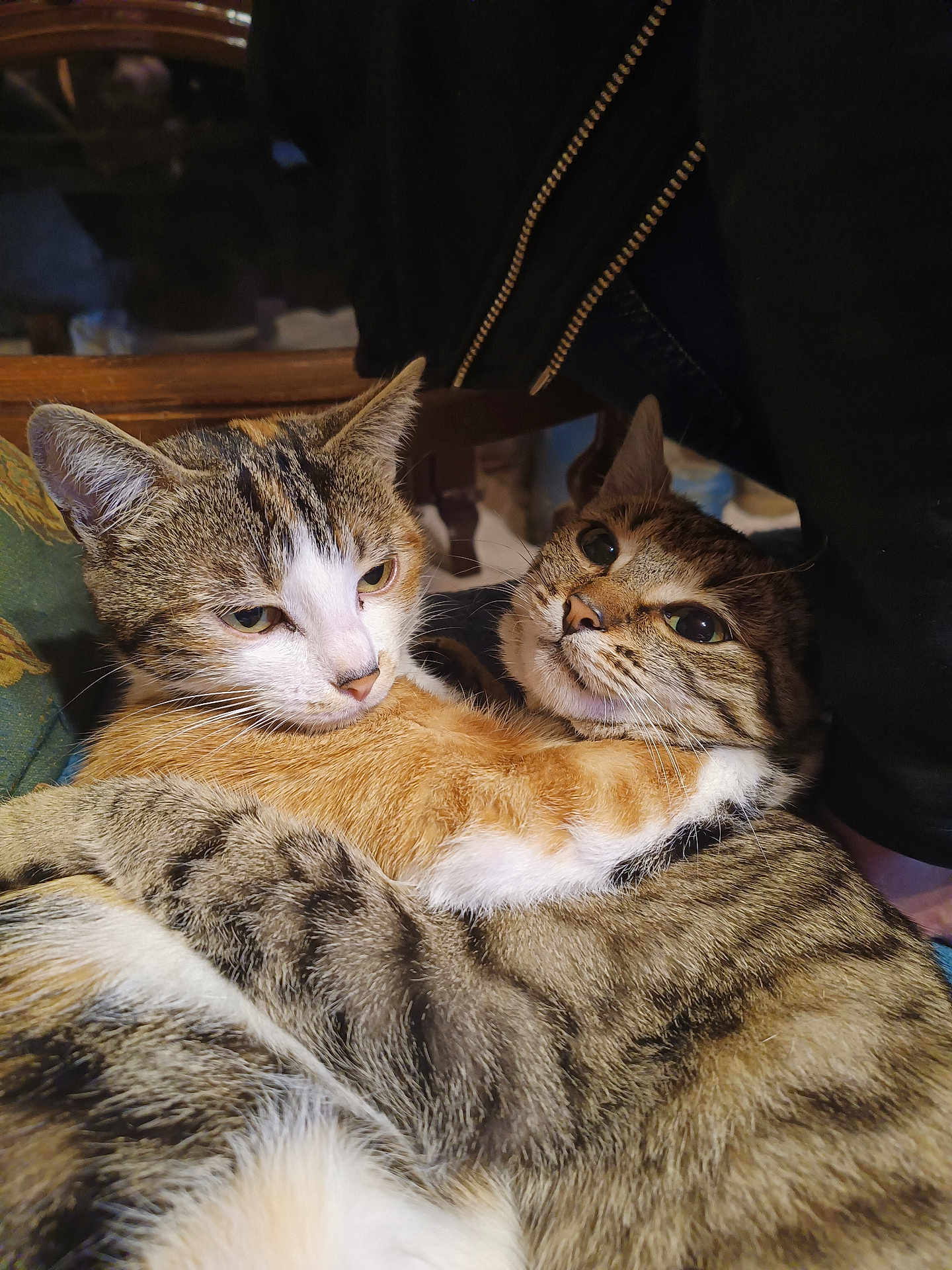 Tempête Et Princesse a rejoint le concours — aidez-le/la à gagner de superbes lots ! affection, animal, cat, cats, closeup, companions, cozy, cuddle, cute, ears, feline, friendship, fur, hug, indoor, pets, striped, tabby, tail, whiskers