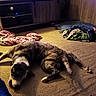 dog, sleeping, lying_down, carpet, living_room, indoor, blanket, television, entertainment_center, wooden_cabinet, pet, home, cozy, resting, brown_fur, black_and_white, floor, messy_room, fast_food, nap
