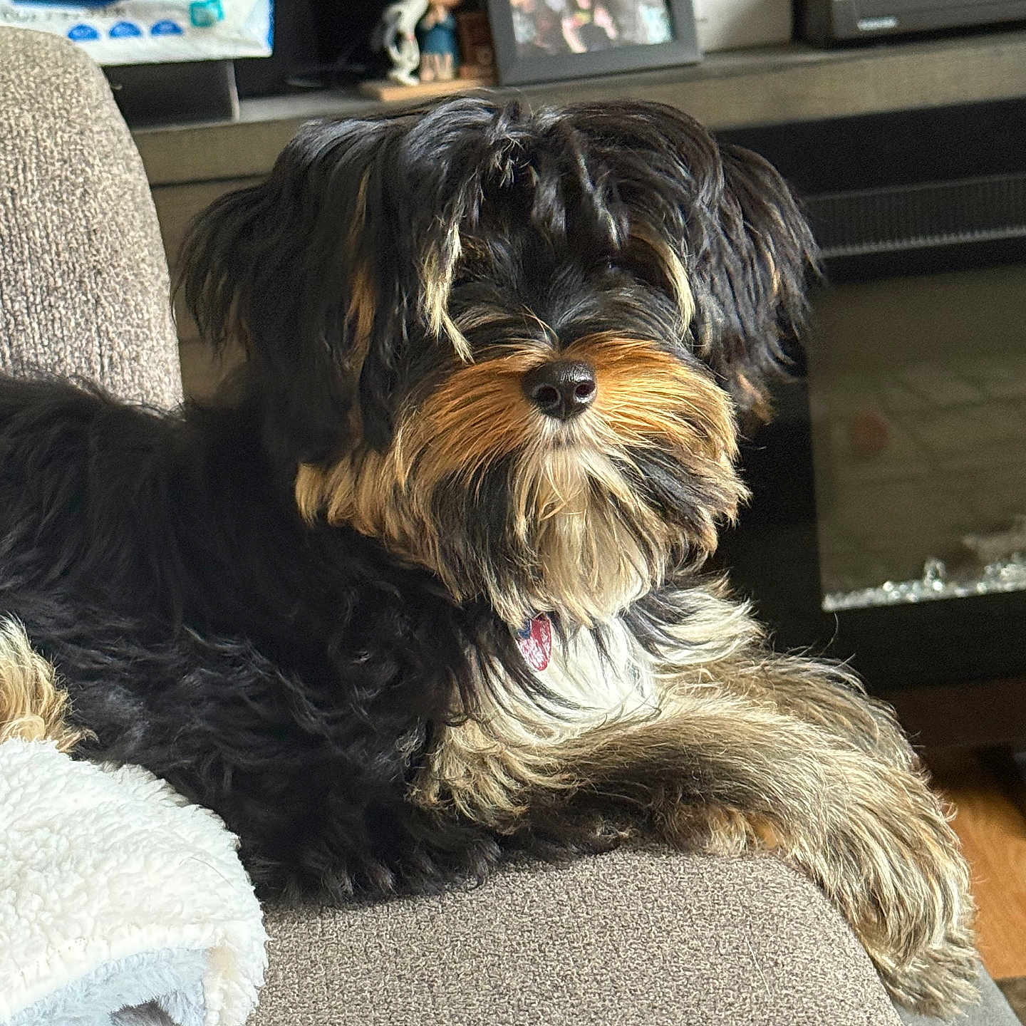 Ben is registered to the contest to win money with this photo: dog, pet, couch, indoor, fur, black, tan, relaxed, cozy, blanket, shelf, photograph, home, living_room, sunlight, portrait, animal, furniture, snout, cute
