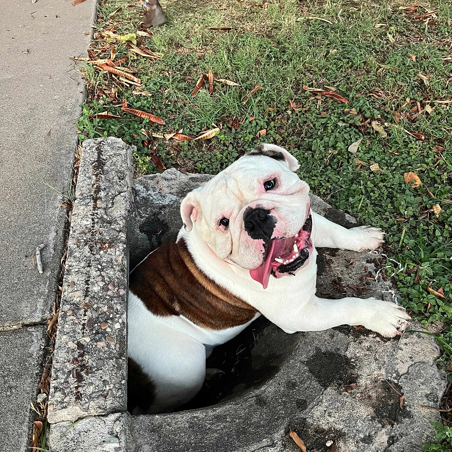 Dussé is registered to the contest to win money with this photo: animal, boy, bulldog, canine, child, dog, face, grass, head, male, person, pet, photography, pitbull, plant, portrait, pottedplant, puppy, rock, soil