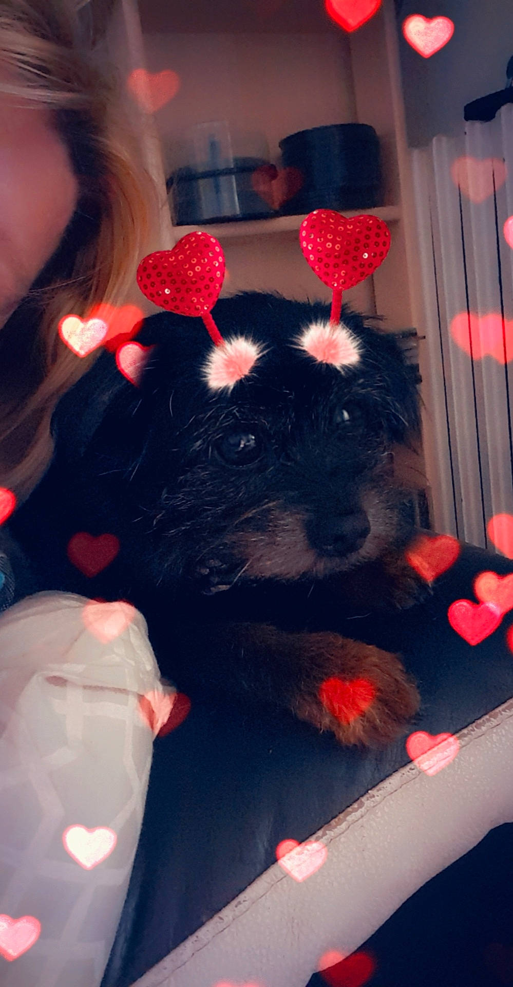 Fibby a rejoint le concours — aidez-le/la à gagner de superbes lots ! canidae, carnivore, dog, dog_breed, ear, fur