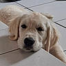 dog, golden_retriever, puppy, resting, tiled_floor, indoor, pet, cute, animal, fur, nose, ears, laying_down, face, closeup, adorable, relaxed, domestic, canine, young