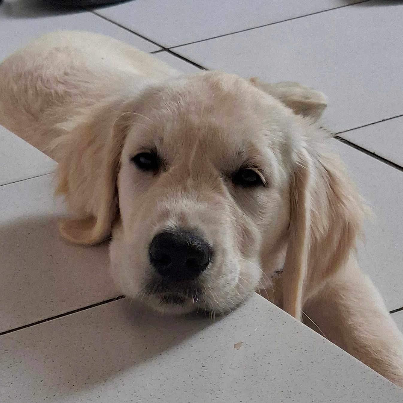 Bella a rejoint le concours — aidez-le/la à gagner de superbes lots ! dog, golden_retriever, puppy, resting, tiled_floor, indoor, pet, cute, animal, fur, nose, ears, laying_down, face, closeup, adorable, relaxed, domestic, canine, young