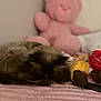 Poh is registered to the contest to win money with this photo: cat, sleeping, plush_toy, pink, blanket, stuffed_animal, soft_texture, cozy, indoor, bedroom, relaxation, fur, animal, cute, rest, toy, comfort, domestic, pet, napping