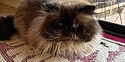 Poh joined the competition — help win amazing prizes! cat, fluffy, indoor, rug, red, white, window, glass_door, natural_light, pet, feline, whiskers, fur, home, cozy, animal, closeup, resting, domestic, curtains
