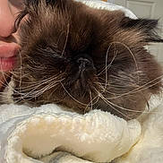 Poh joined the competition — help win amazing prizes! cat, fluffy, whiskers, blanket, person, kiss, close_up, indoor, cozy, soft, brown_cat, pet, sleepy, face, feline, comfort, warm, cute, snuggle, animal
