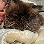 cat, fluffy, whiskers, blanket, person, kiss, close_up, indoor, cozy, soft, brown_cat, pet, sleepy, face, feline, comfort, warm, cute, snuggle, animal
