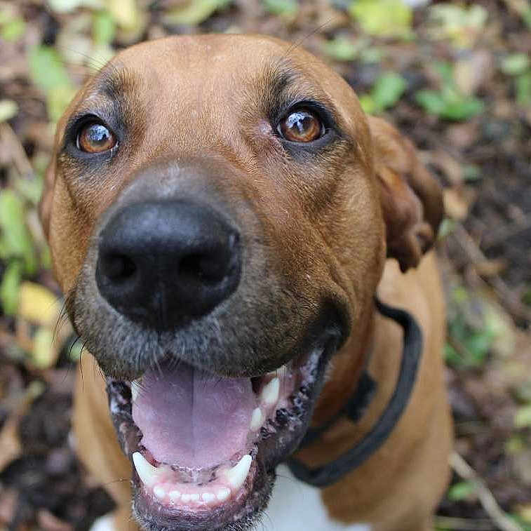 Capone joined the competition — help win amazing prizes! animal, beagle, bodypart, boxer, bulldog, canine, dog, grass, greatdane, hound, labradorretriever, mouth, person, pet, pitbull, plant, puppy, snout, teeth, vegetation