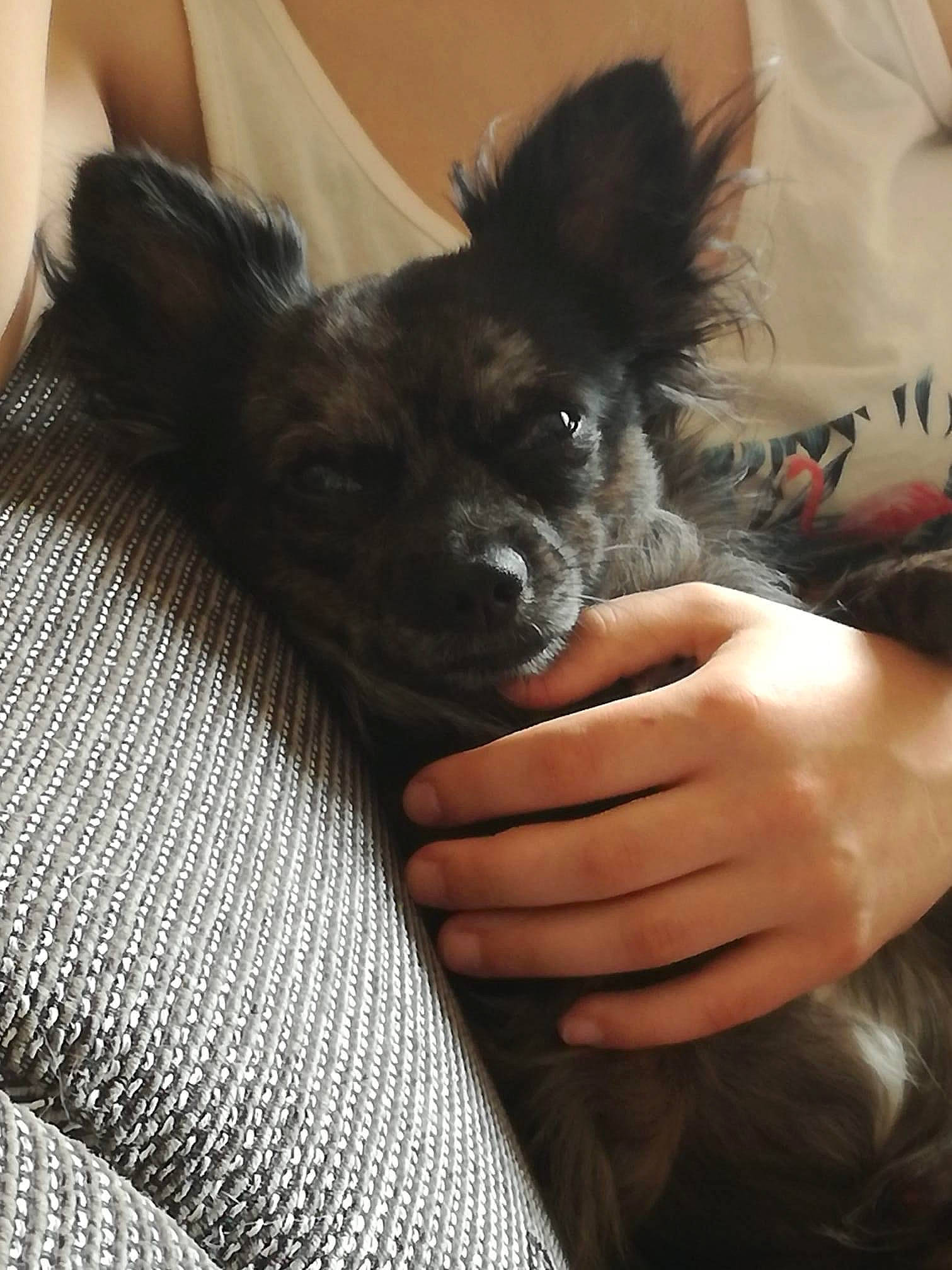 Poupi a rejoint le concours — aidez-le/la à gagner de superbes lots ! canidae, carnivore, claw, comfort, companion_dog, dog, dog_breed, ear, fawn, fur, gesture, liver, paw, snout, sporting_group, tail, terrier, toy_dog, whiskers, working_animal