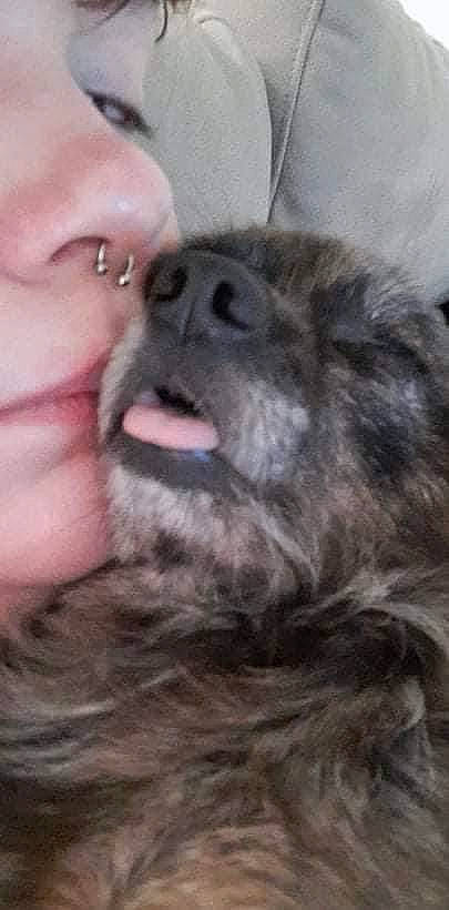 Poupi participe au concours pour gagner de l'argent avec cette photo : carnivore, claw, companion_dog, dog, dog_breed, ear, eyelash, fawn, felidae, foot, fur, gesture, liver, paw, selfie, snout, toy_dog, whiskers, working_animal, wrinkle