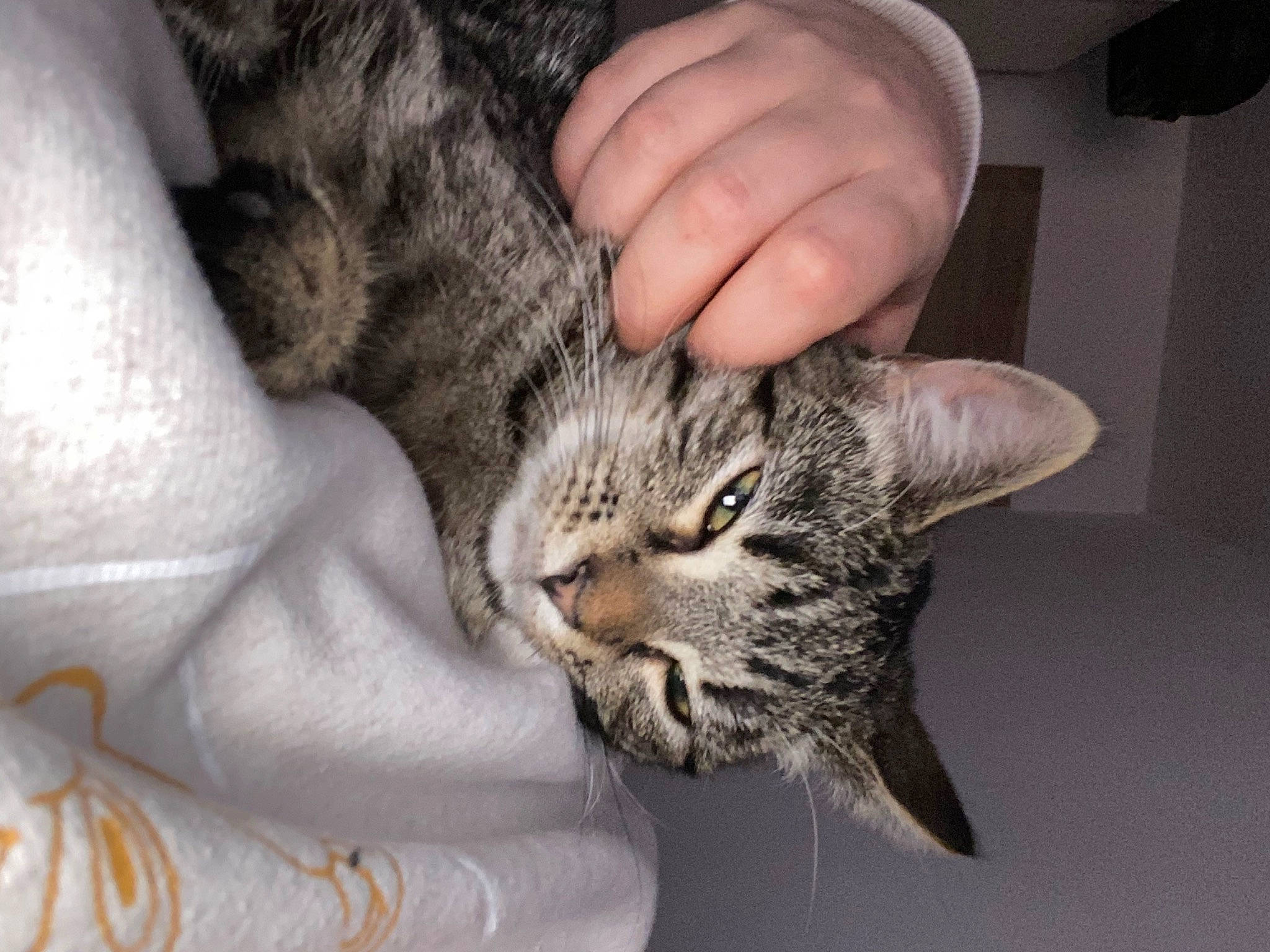 Kira participe au concours pour gagner de l'argent avec cette photo : carnivore, cat, claw, comfort, domestic_short_haired_cat, ear, eye, felidae, fur, gesture, iris, nail, paw, small_to_medium_sized_cats, snout, terrestrial_animal, whiskers, wildlife