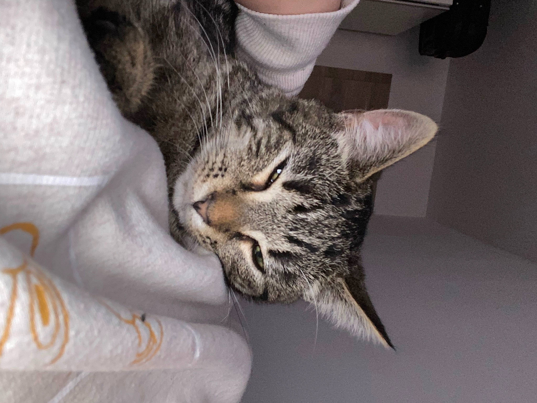 Kira a rejoint le concours — aidez-le/la à gagner de superbes lots ! carnivore, cat, claw, comfort, domestic_short_haired_cat, ear, felidae, fur, gesture, grey, human_leg, nap, paw, sleep, small_to_medium_sized_cats, snout, tail, whiskers, wildlife