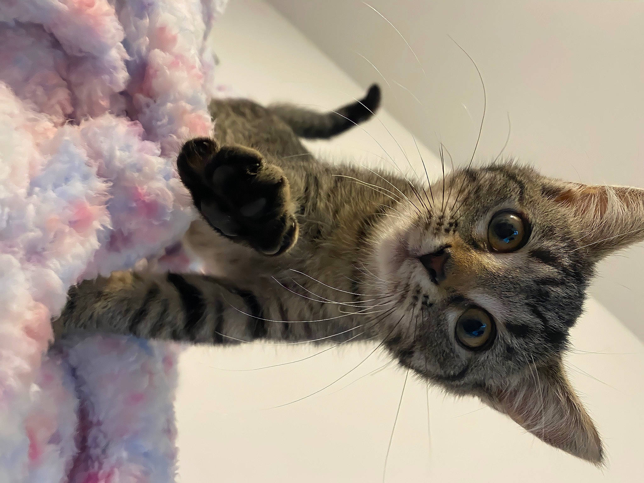 Kira a rejoint le concours — aidez-le/la à gagner de superbes lots ! carnivore, cat, claw, comfort, domestic_short_haired_cat, ear, fawn, felidae, fur, gesture, paw, small_to_medium_sized_cats, snout, tail, vertebrate, whiskers