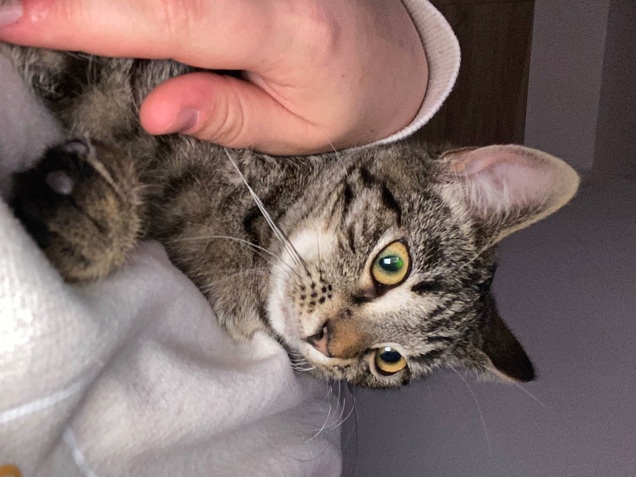 Kira participe au concours pour gagner de l'argent avec cette photo : carnivore, cat, claw, comfort, domestic_short_haired_cat, ear, felidae, fur, gesture, nail, paw, small_to_medium_sized_cats, snout, tail, whiskers, wildlife