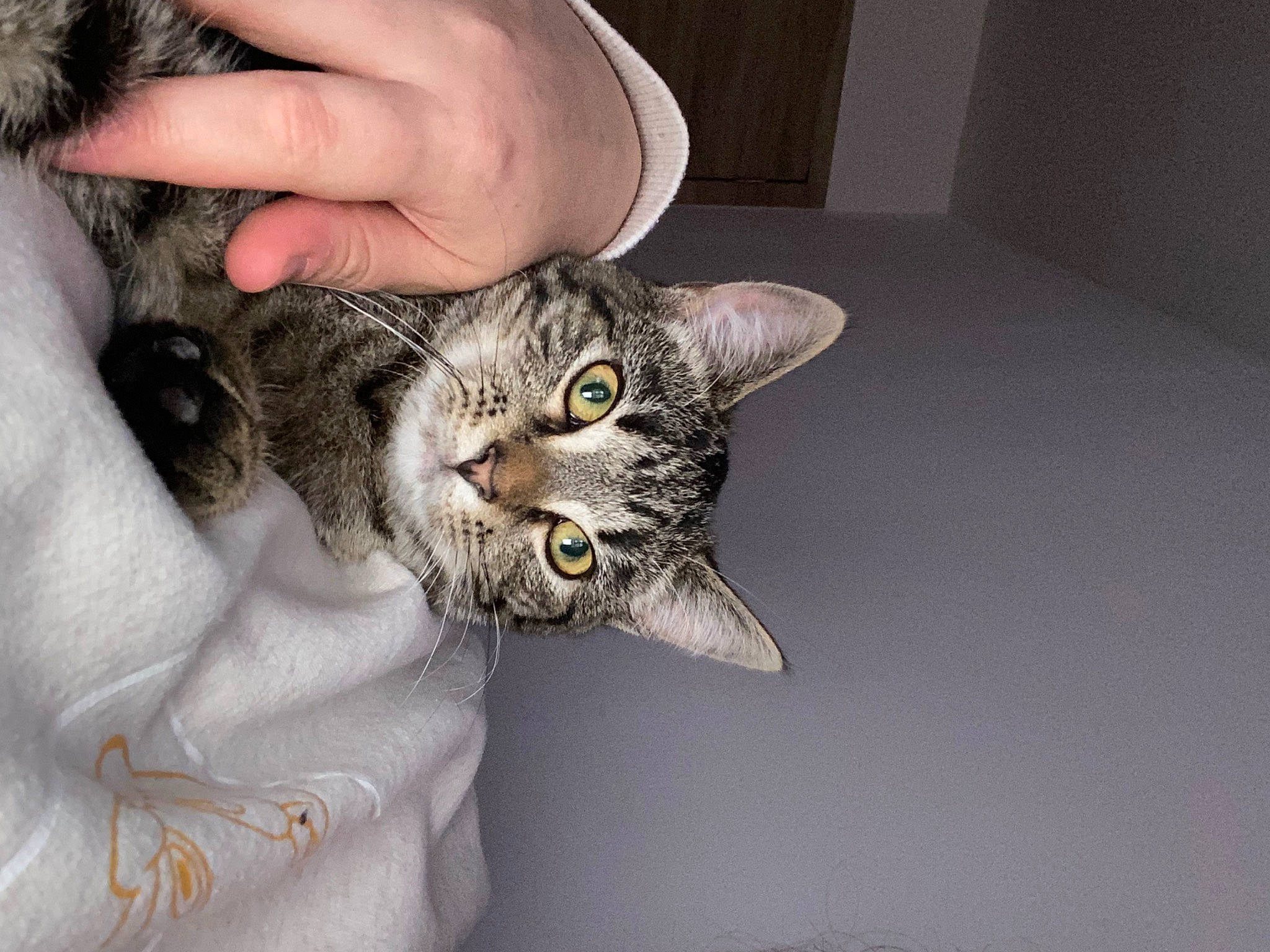 Kira a rejoint le concours — aidez-le/la à gagner de superbes lots ! carnivore, cat, claw, comfort, domestic_short_haired_cat, door, ear, felidae, fur, gesture, nail, paw, small_to_medium_sized_cats, snout, tail, whiskers