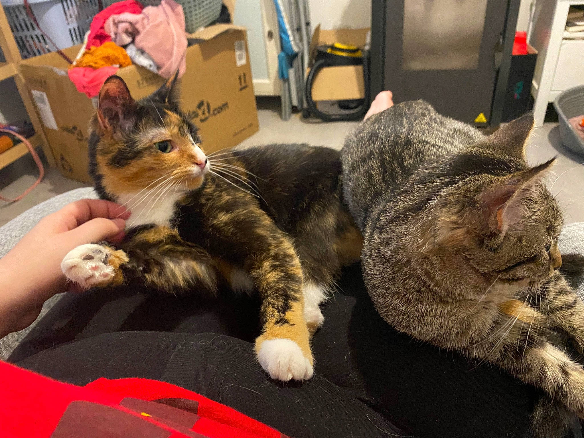 Pepette participe au concours pour gagner de l'argent avec cette photo : box, carnivore, cat, chair, claw, comfort, domestic_short_haired_cat, felidae, fur, lap, nap, paw, shelf, sitting, sleep, small_to_medium_sized_cats, snout, tail, whiskers