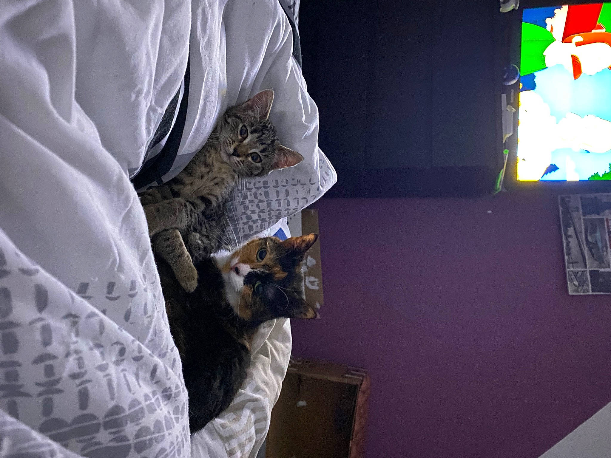 Pepette a rejoint le concours — aidez-le/la à gagner de superbes lots ! art, ceiling, comfort, display_device, fashion_design, feather, felidae, fur, gadget, illustration, linens, organism, pattern, room, sleeve, small_to_medium_sized_cats, t_shirt, tree, visual_arts, whiskers