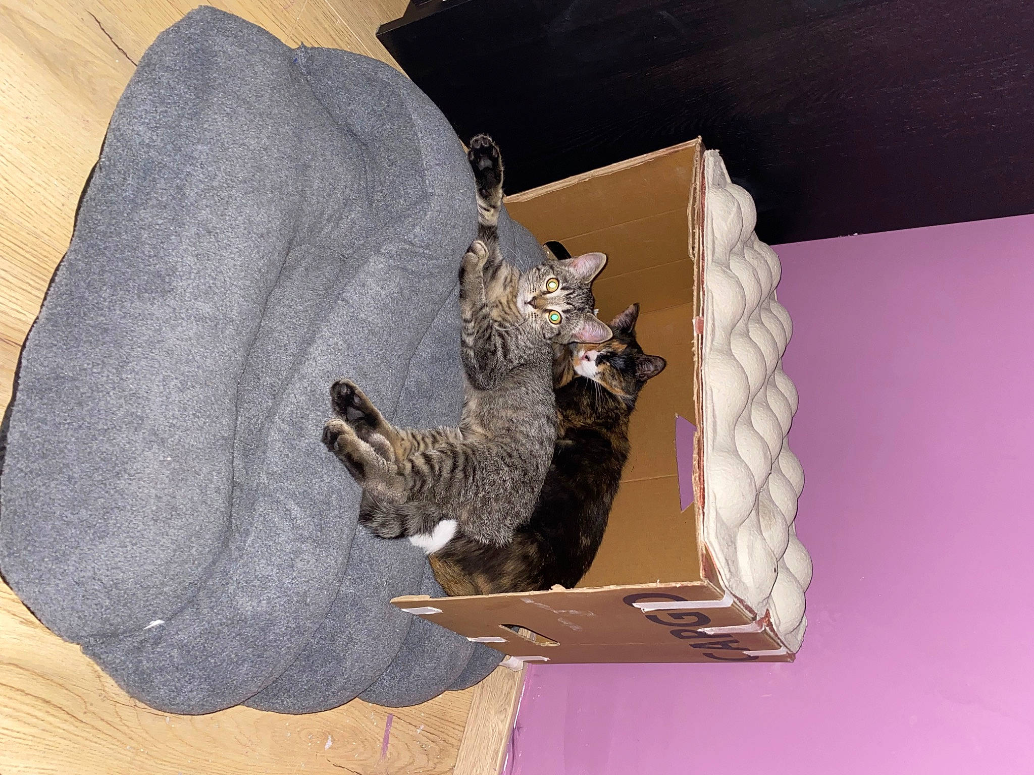 Pepette participe au concours pour gagner de l'argent avec cette photo : art, carnivore, domestic_short_haired_cat, fawn, felidae, fur, metal, sculpture, small_to_medium_sized_cats, statue, tail, visual_arts, whiskers, wood